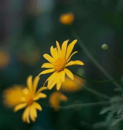 Arnica (Arnica montana)