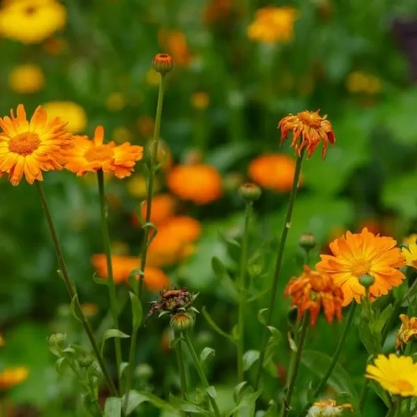 Calendula officinalis: caratteristiche e proprietà della pianta