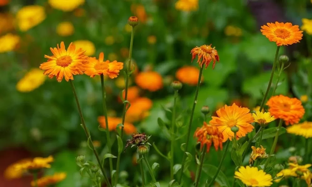Calendula officinalis: caratteristiche e proprietà della pianta