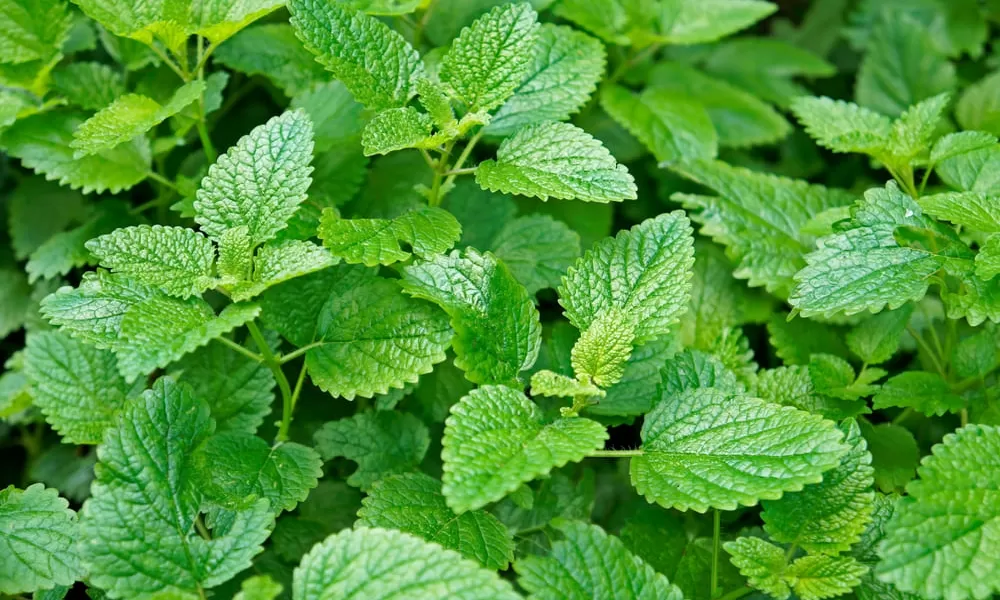 Cosa sono i prodotti nutraceutici?