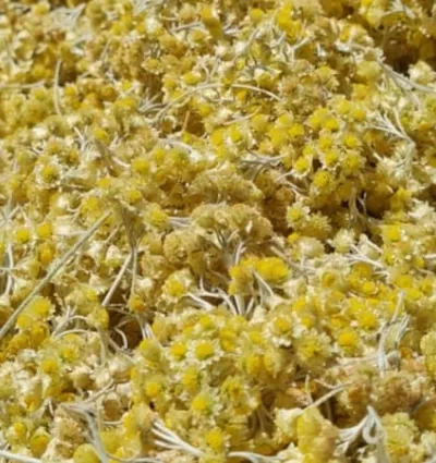 Elicriso (Helichrysum italicum)