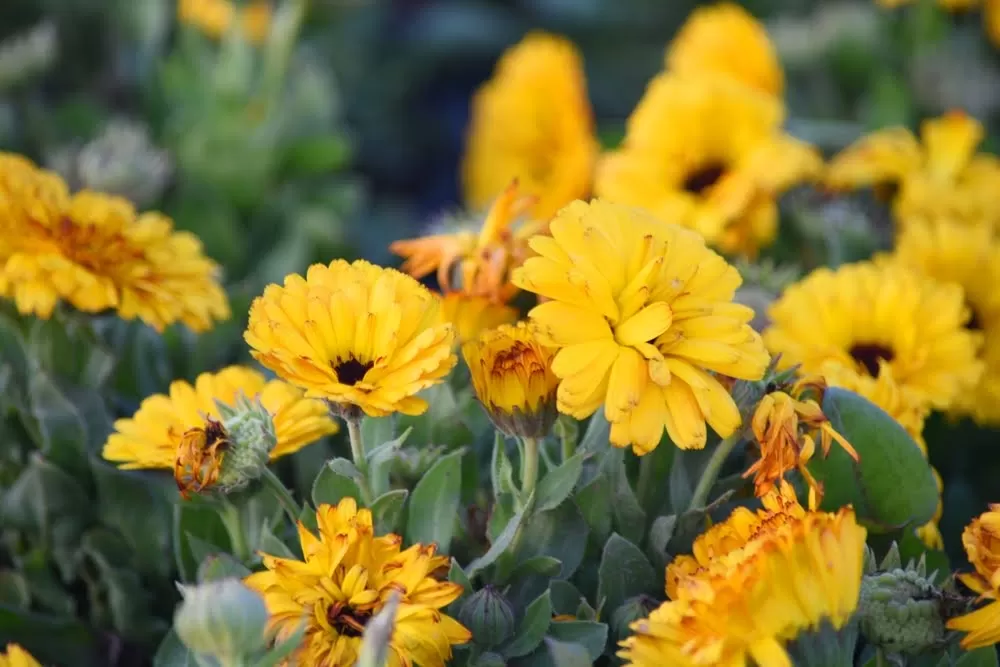 GPM Innovation e la valorizzazione della Calendula officinalis