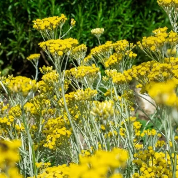Helichrysum italicum: caratteristiche e proprietà della pianta