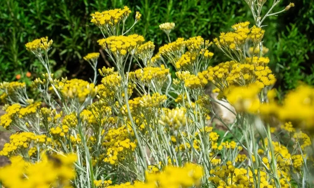 Helichrysum italicum: caratteristiche e proprietà della pianta