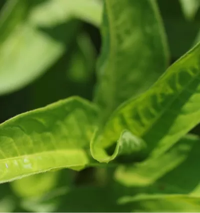Cosmesi e farmaceutica