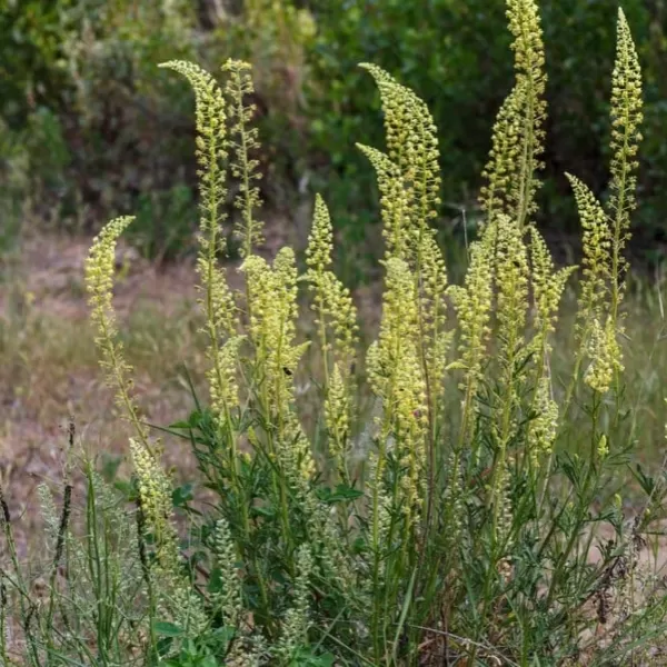 Reseda luteola: caratteristiche, proprietà e coltivazione della pianta