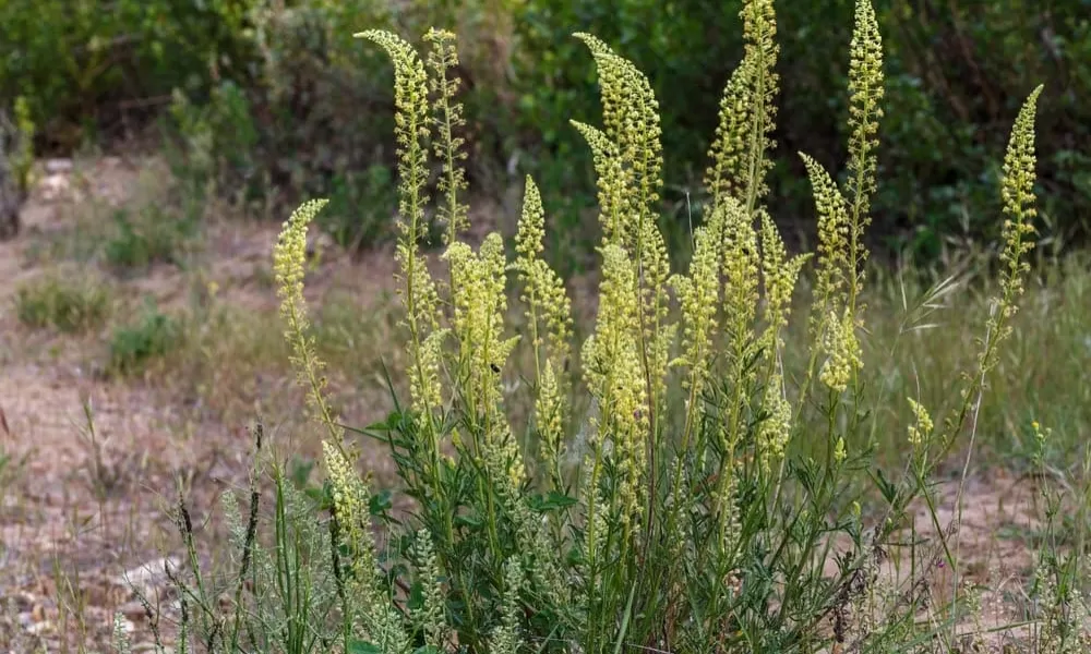 Reseda luteola: caratteristiche, proprietà e coltivazione della pianta