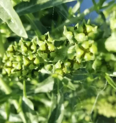 Reseda luteola: coltivazione e gestione agronomica