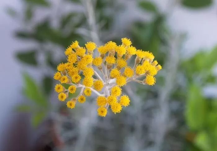 Oltre la nutraceutica: gli altri utilizzi dell’Helichrysum italicum